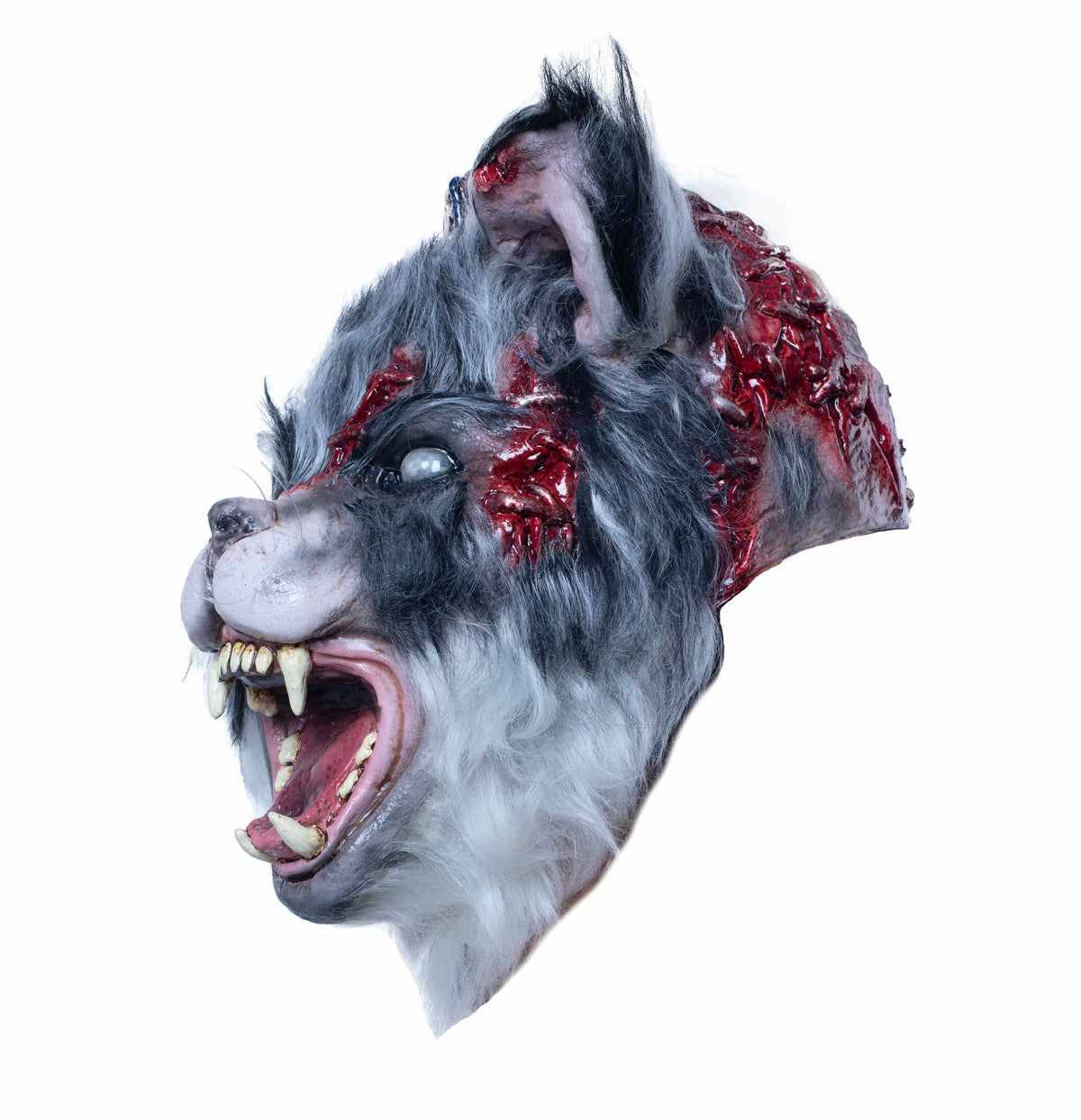 Máscara C.T 085 Laboratorio Gato Ghoulish - Disfraz de Látex, Pelox para Halloween y Día de Muertos